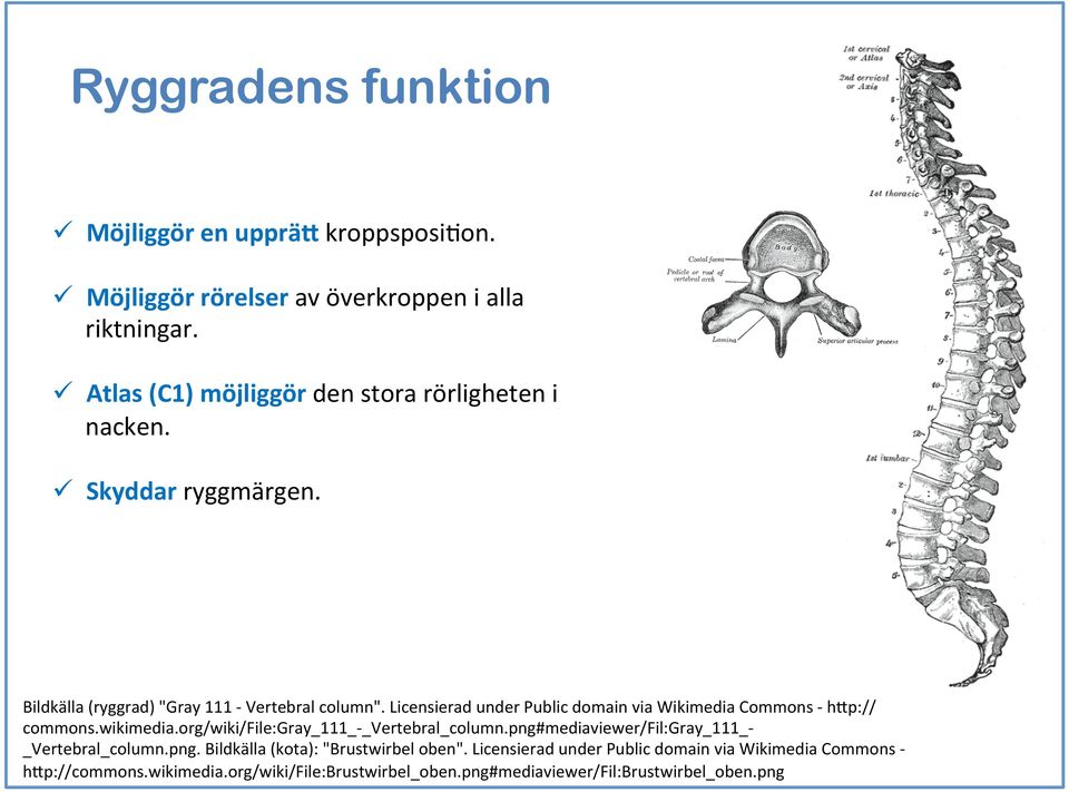 Licensierad under Public domain via Wikimedia Commons - h6p:// commons.wikimedia.org/wiki/file:gray_111_- _Vertebral_column.