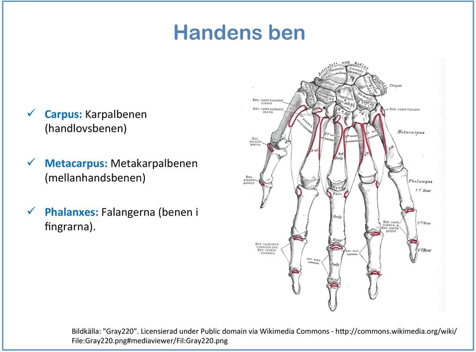 fingrarna). Bildkälla: "Gray220".