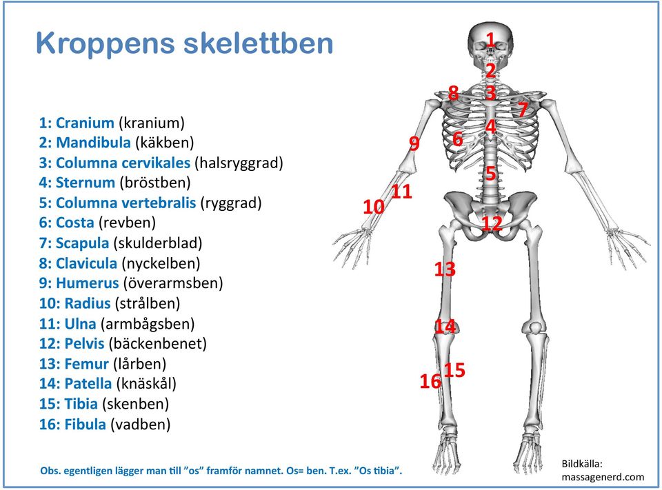 (strålben) 11: Ulna (armbågsben) 12: Pelvis (bäckenbenet) 13: Femur (lårben) 14: Patella (knäskål) 15: Tibia (skenben) 16: Fibula