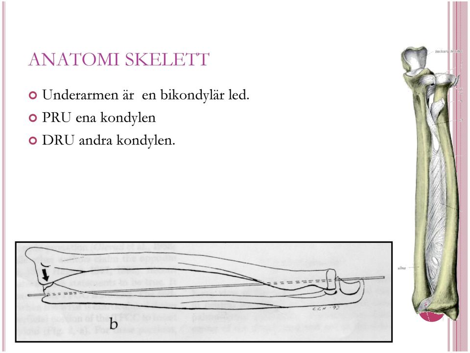 bikondylär led.