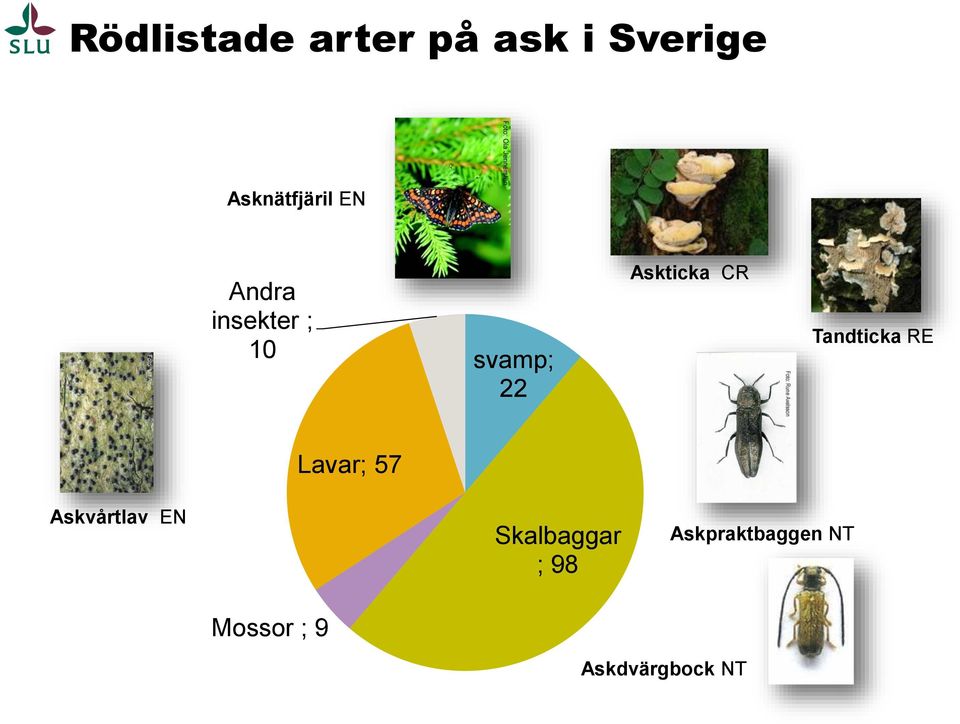 Tandticka RE Lavar; 57 Askvårtlav EN Skalbaggar