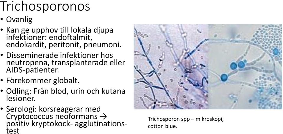 Disseminerade infektioner hos neutropena, transplanterade eller AIDS-patienter.