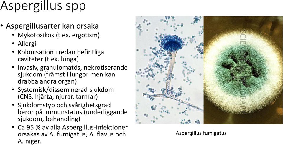 lunga) Invasiv, granulomatös, nekrotiserande sjukdom (främst i lungor men kan drabba andra organ) Systemisk/disseminerad