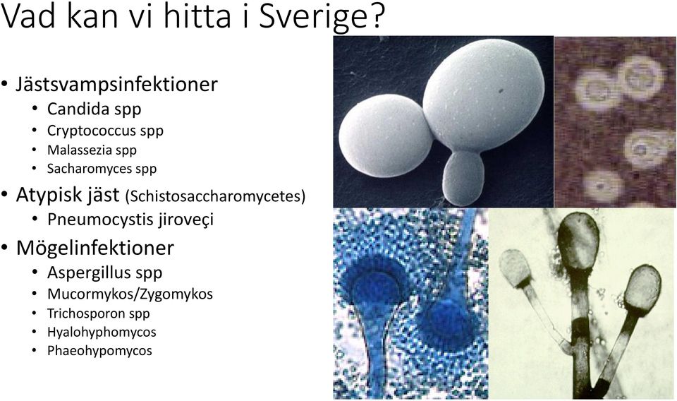 Sacharomyces spp Atypisk jäst (Schistosaccharomycetes) Pneumocystis