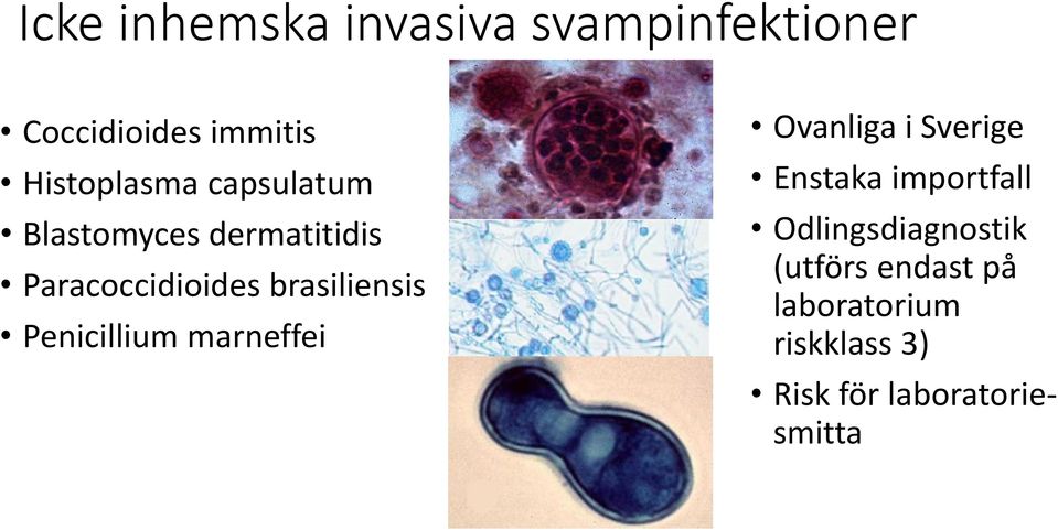 brasiliensis Penicillium marneffei Ovanliga i Sverige Enstaka