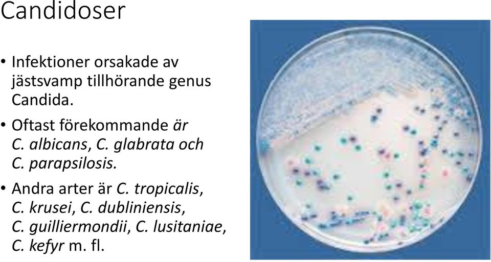 glabrata och C. parapsilosis. Andra arter är C. tropicalis, C.