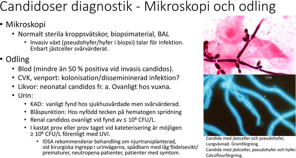 Urin: KAD: vanligt fynd hos sjukhusvårdade men svårvärderad. Blåspunktion: Hos nyfödd tecken på hematogen spridning Renal candidos ovanligt vid fynd av 10 6 CFU/L.