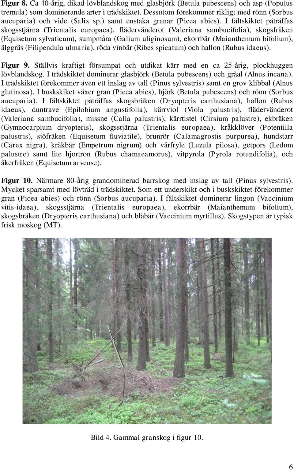 I fältskiktet påträffas skogsstjärna (Trientalis europaea), flädervänderot (Valeriana sambucifolia), skogsfräken (Equisetum sylvaticum), sumpmåra (Galium uliginosum), ekorrbär (Maianthemum bifolium),