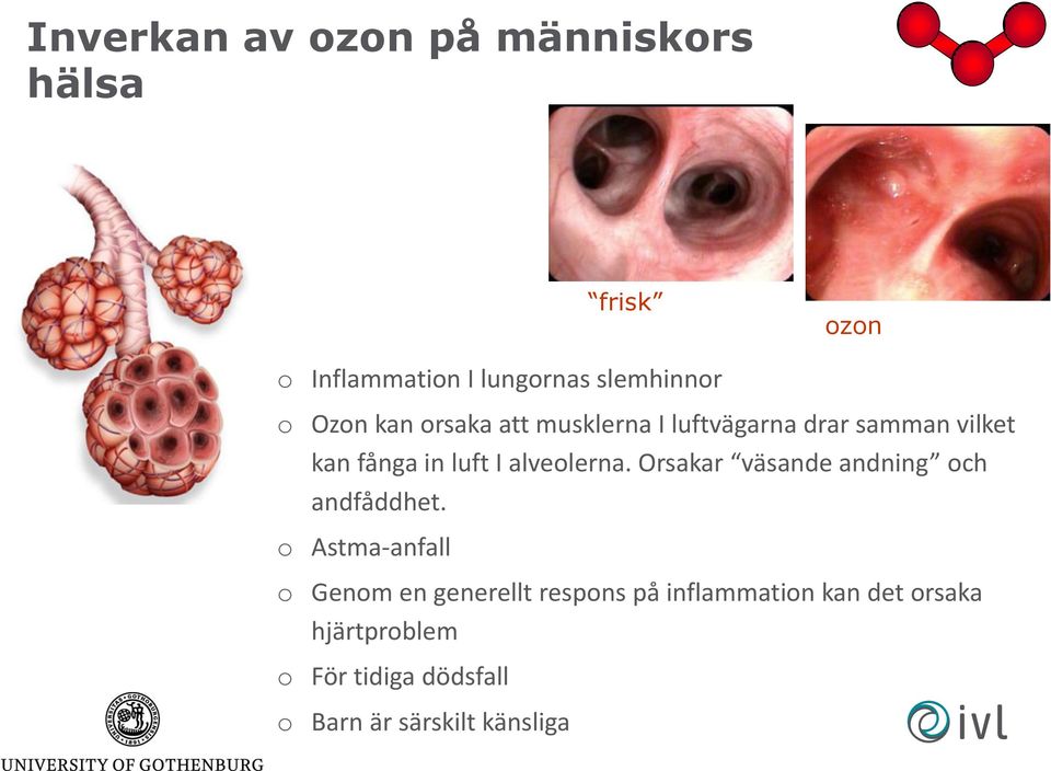 alveolerna. Orsakar väsande andning och andfåddhet.