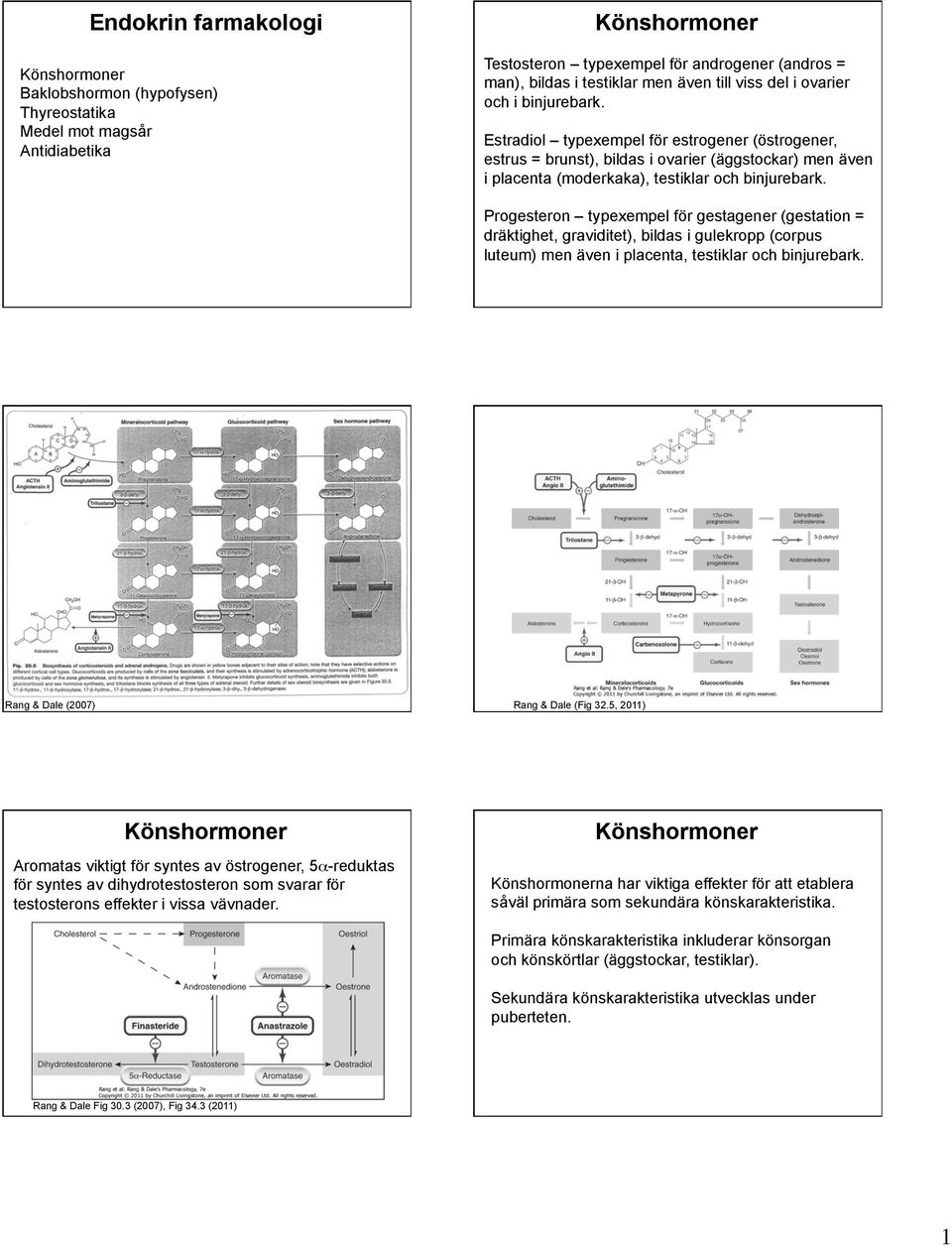 Progesteron typexempel för gestagener (gestation = dräktighet, graviditet), bildas i gulekropp (corpus luteum) men även i placenta, testiklar och binjurebark. Rang & Dale (2007) Rang & Dale (Fig 32.