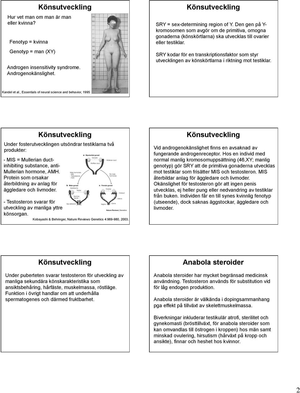 SRY kodar för en transkriptionsfaktor som styr utvecklingen av könskörtlarna i riktning mot testiklar. Kandel et al.