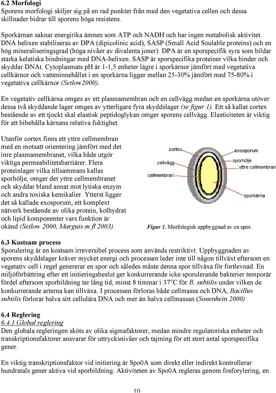 DNA helixen stabiliseras av DPA (dipicolinic acid), SASP (Small Acid Soulable proteins) och en hög mineraliseringsgrad (höga nivåer av divalenta joner).