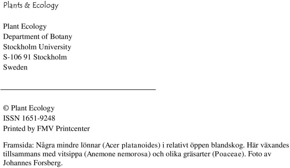 Några mindre lönnar (Acer platanoides) i relativt öppen blandskog.