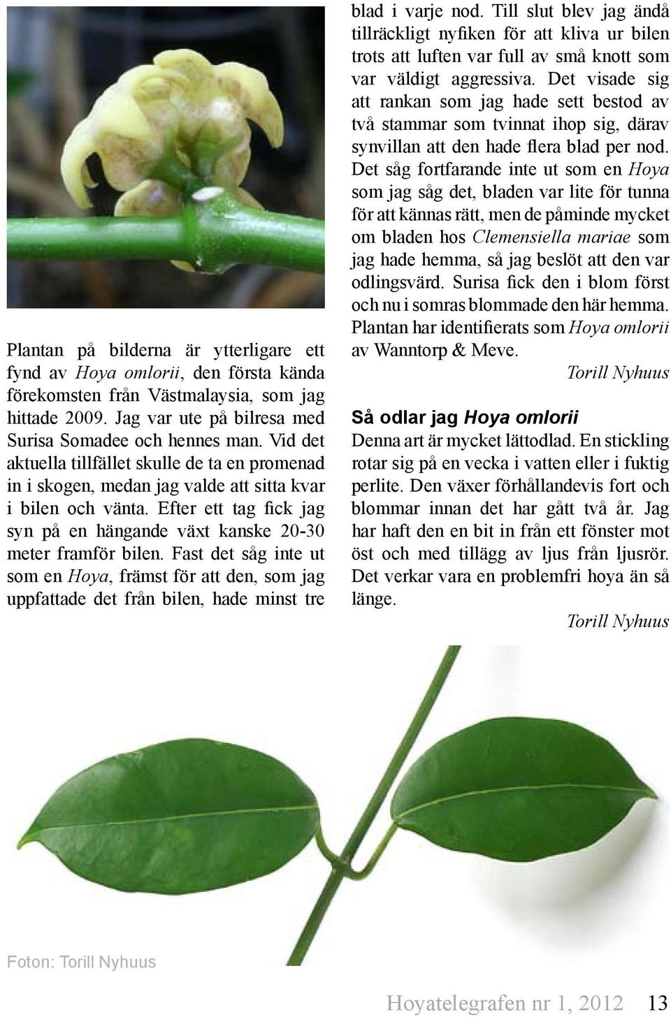 Fast det såg inte ut som en Hoya, främst för att den, som jag uppfattade det från bilen, hade minst tre blad i varje nod.