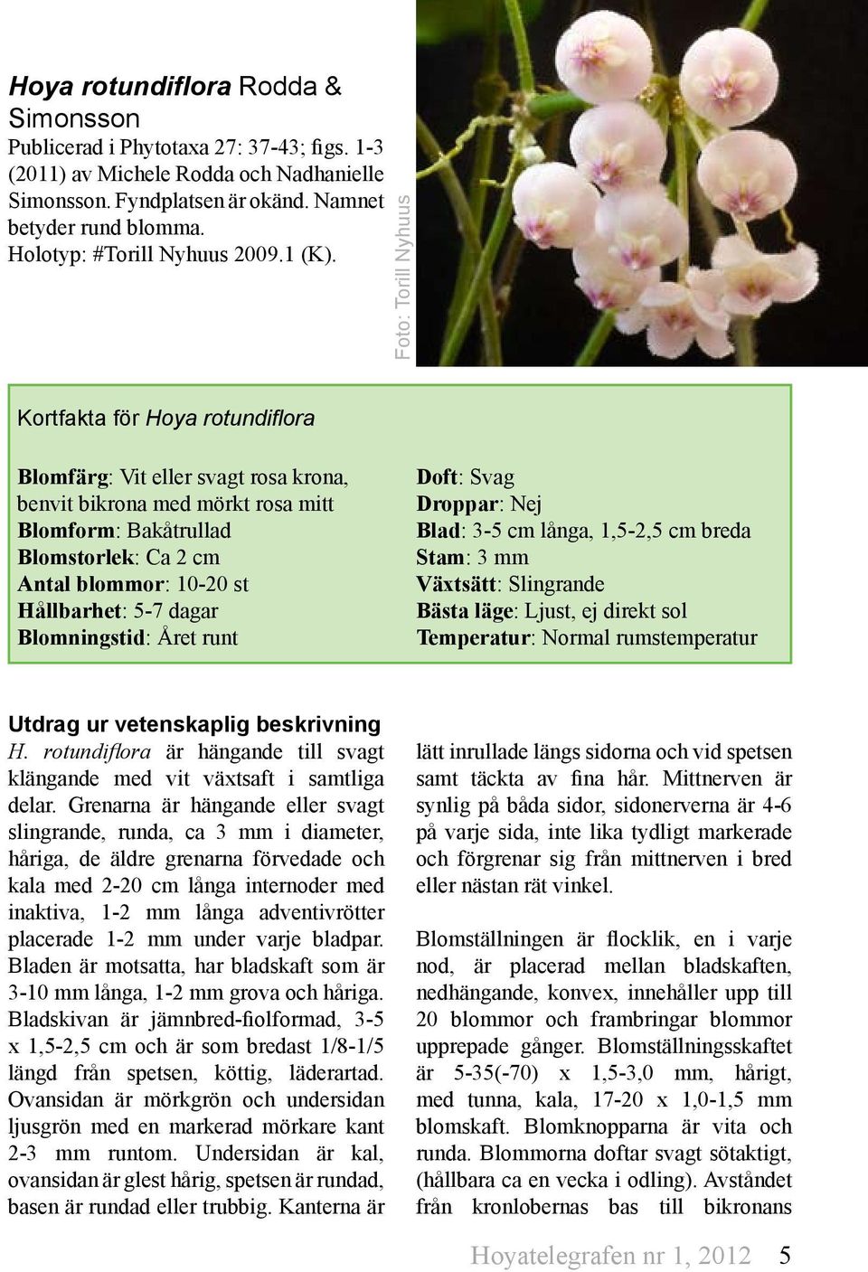 Foto: Torill Nyhuus Kortfakta för Hoya rotundiflora Blomfärg: Vit eller svagt rosa krona, benvit bikrona med mörkt rosa mitt Blomform: Bakåtrullad Blomstorlek: Ca 2 cm Antal blommor: 10-20 st