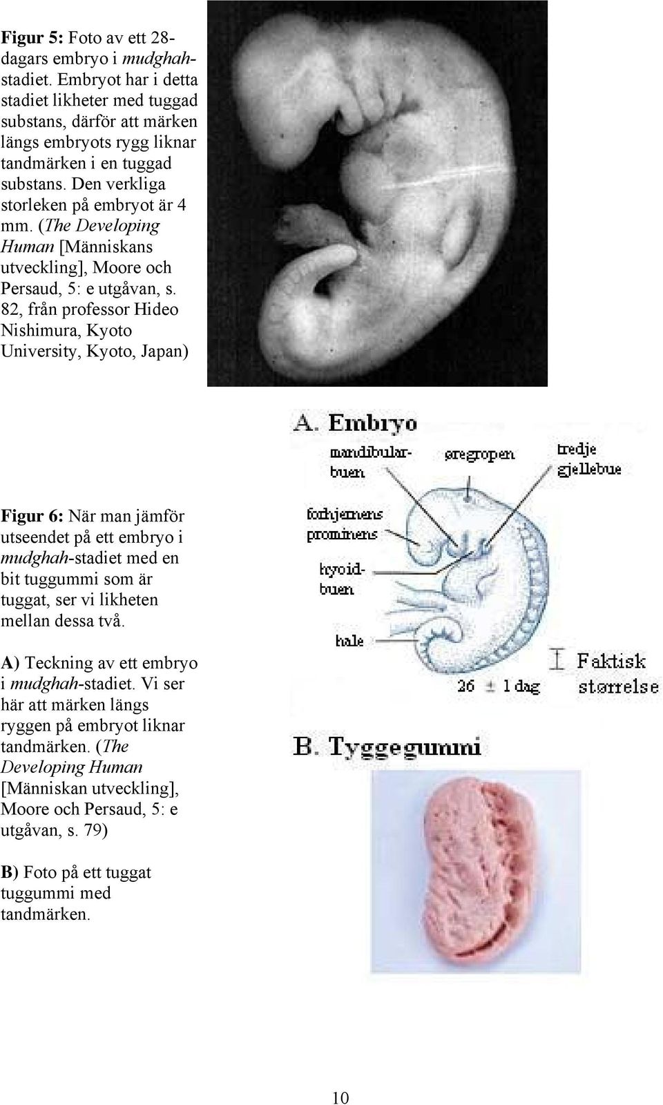 82, från professor Hideo Nishimura, Kyoto University, Kyoto, Japan) Figur 6: När man jämför utseendet på ett embryo i mudghah-stadiet med en bit tuggummi som är tuggat, ser vi likheten mellan