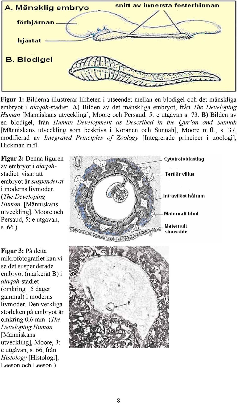 B) Bilden av en blodigel, från Human Development as Described in the Qur an and Sunnah [Människans utveckling som beskrivs i Koranen och Sunnah], Moore m.fl., s.