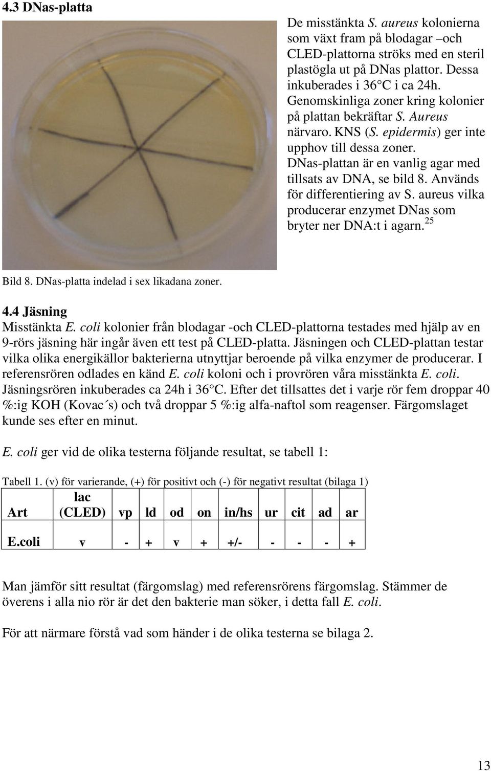 Används för differentiering av S. aureus vilka producerar enzymet DNas som bryter ner DNA:t i agarn. 25 Bild 8. DNas-platta indelad i sex likadana zoner. 4.4 Jäsning Misstänkta E.