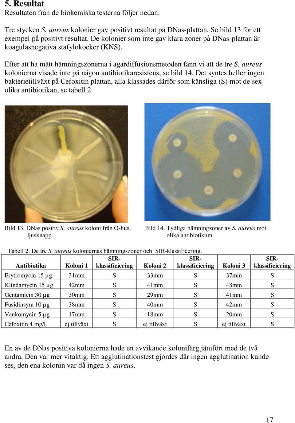 aureus kolonierna visade inte på någon antibiotikaresistens, se bild 14.