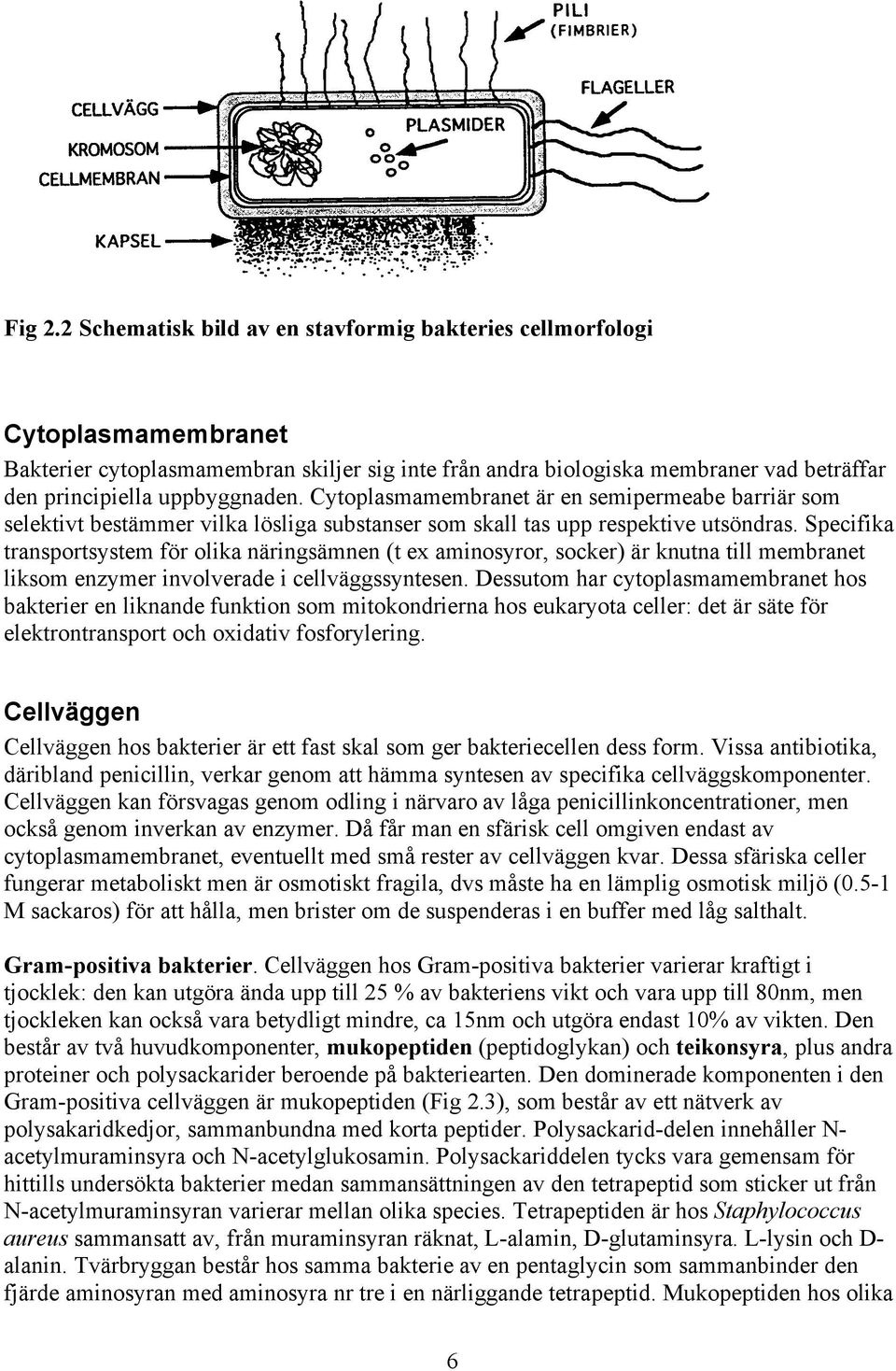 Cytoplasmamembranet är en semipermeabe barriär som selektivt bestämmer vilka lösliga substanser som skall tas upp respektive utsöndras.