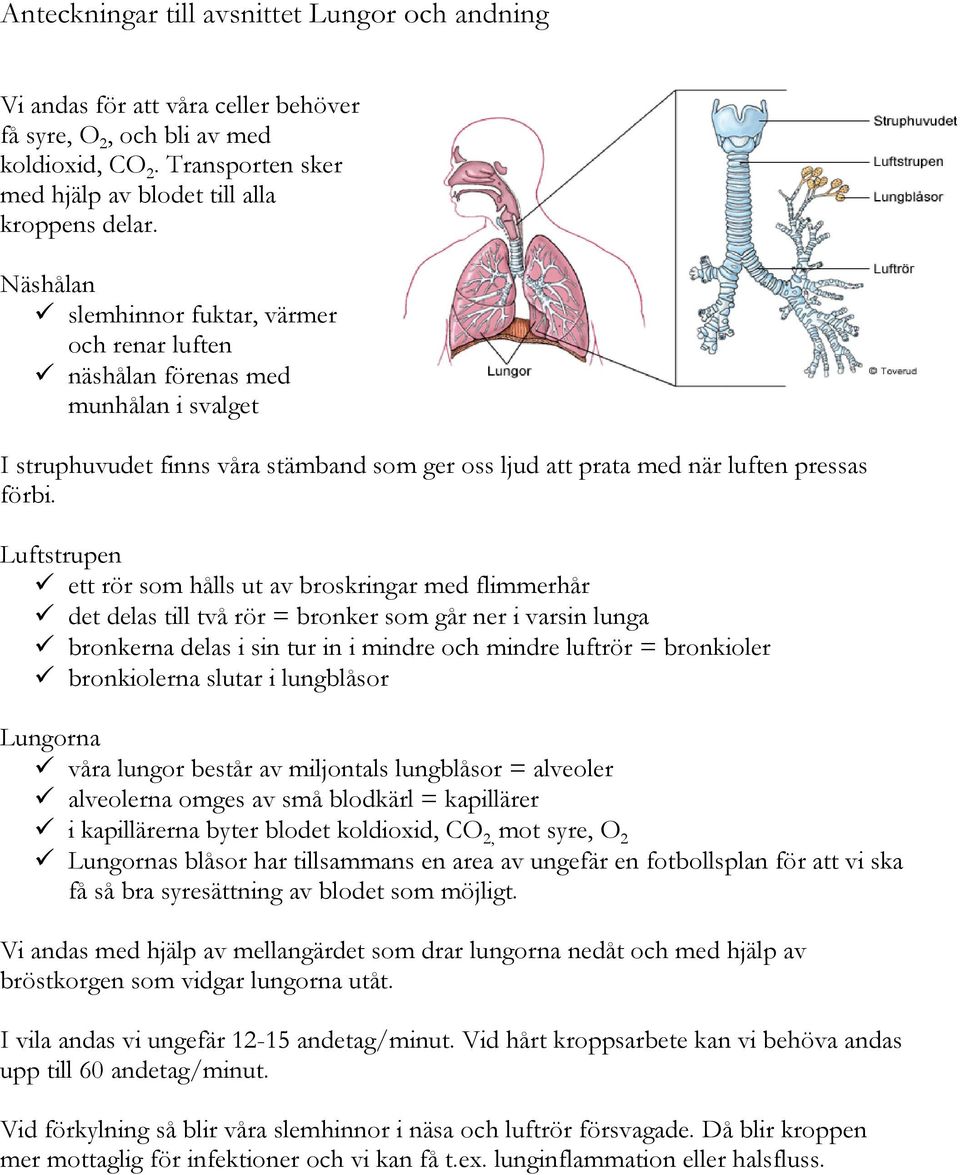Luftstrupen ett rör som hålls ut av broskringar med flimmerhår det delas till två rör = bronker som går ner i varsin lunga bronkerna delas i sin tur in i mindre och mindre luftrör = bronkioler
