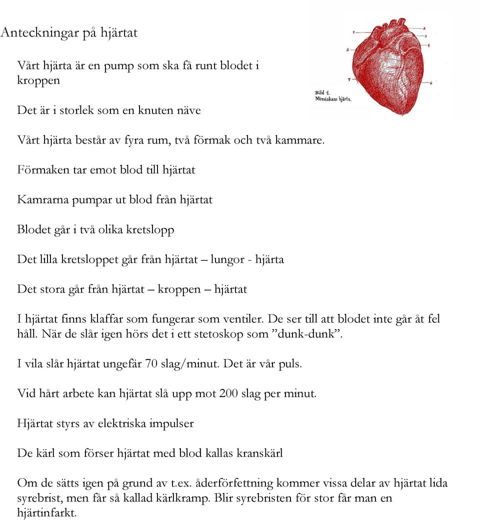 hjärtat I hjärtat finns klaffar som fungerar som ventiler. De ser till att blodet inte går åt fel håll. När de slår igen hörs det i ett stetoskop som dunk-dunk.