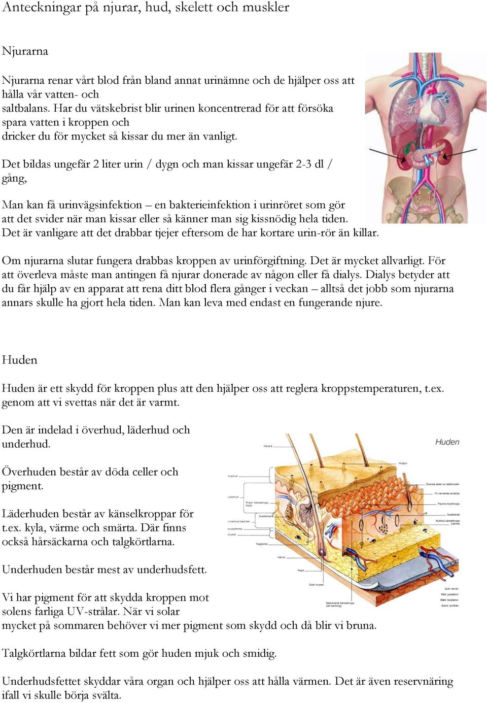 Det bildas ungefär 2 liter urin / dygn och man kissar ungefär 2-3 dl / gång, Man kan få urinvägsinfektion en bakterieinfektion i urinröret som gör att det svider när man kissar eller så känner man