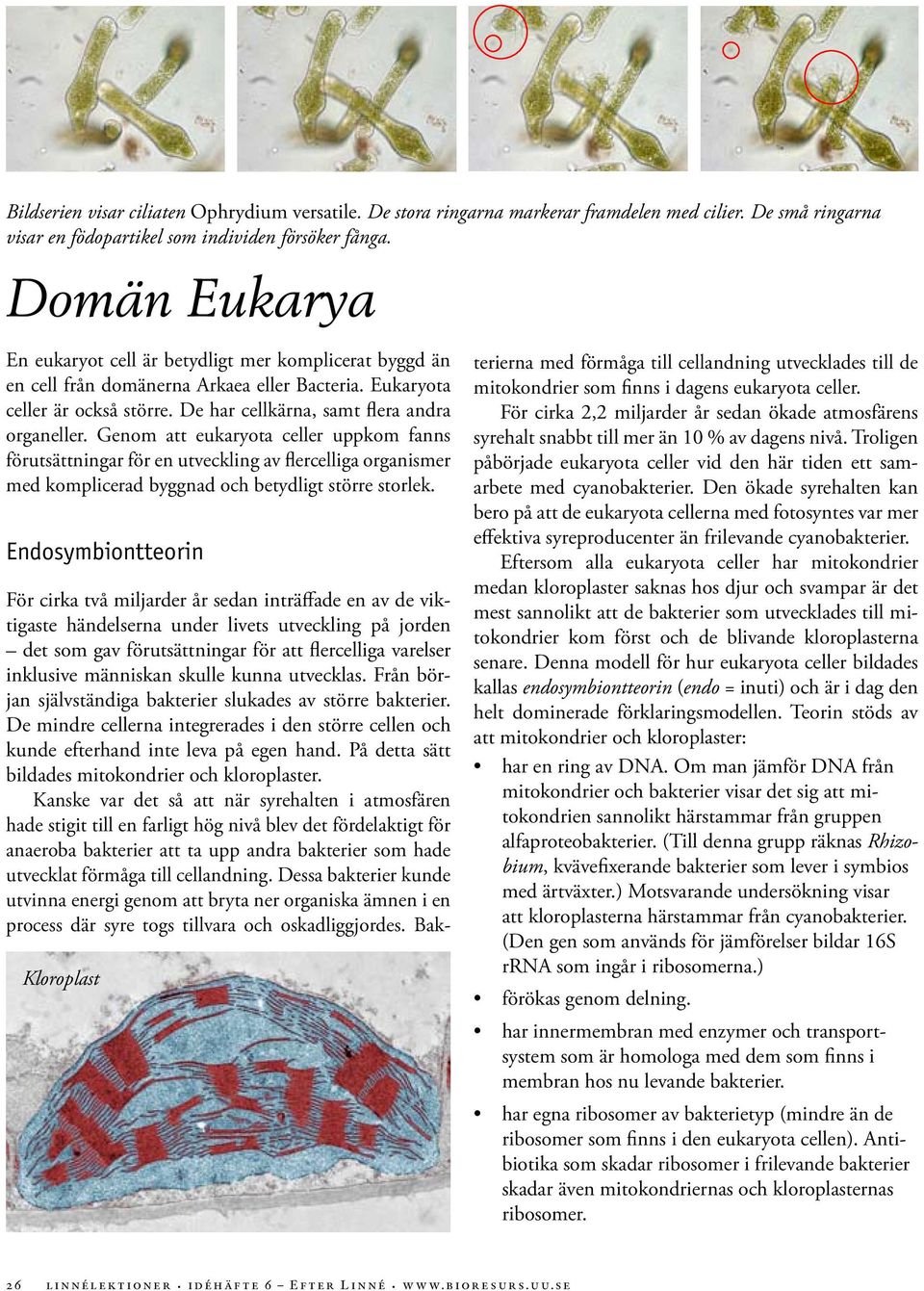 Genom att eukaryota celler uppkom fanns förutsättningar för en utveckling av flercelliga organismer med komplicerad byggnad och betydligt större storlek.