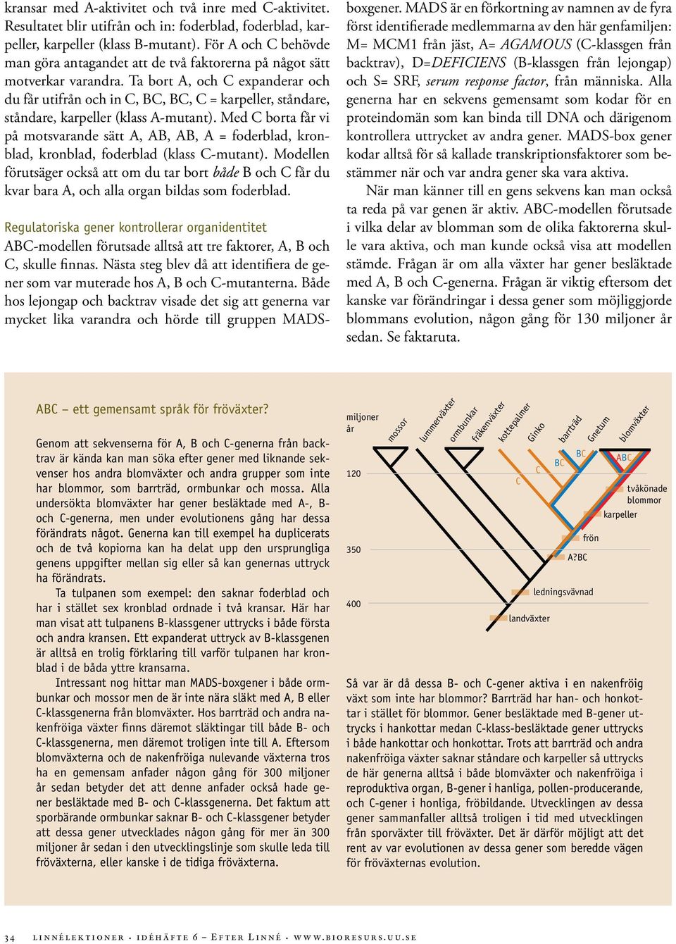 Ta bort A, och C expanderar och du får utifrån och in C, BC, BC, C = karpeller, ståndare, ståndare, karpeller (klass A-mutant).