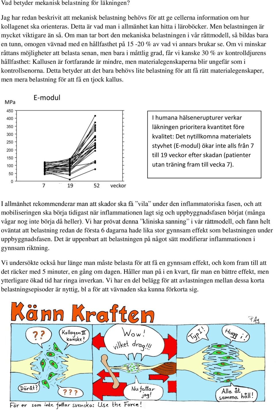 Om man tar bort den mekaniska belastningen i vår råttmodell, så bildas bara en tunn, omogen vävnad med en hållfasthet på 15-20 % av vad vi annars brukar se.