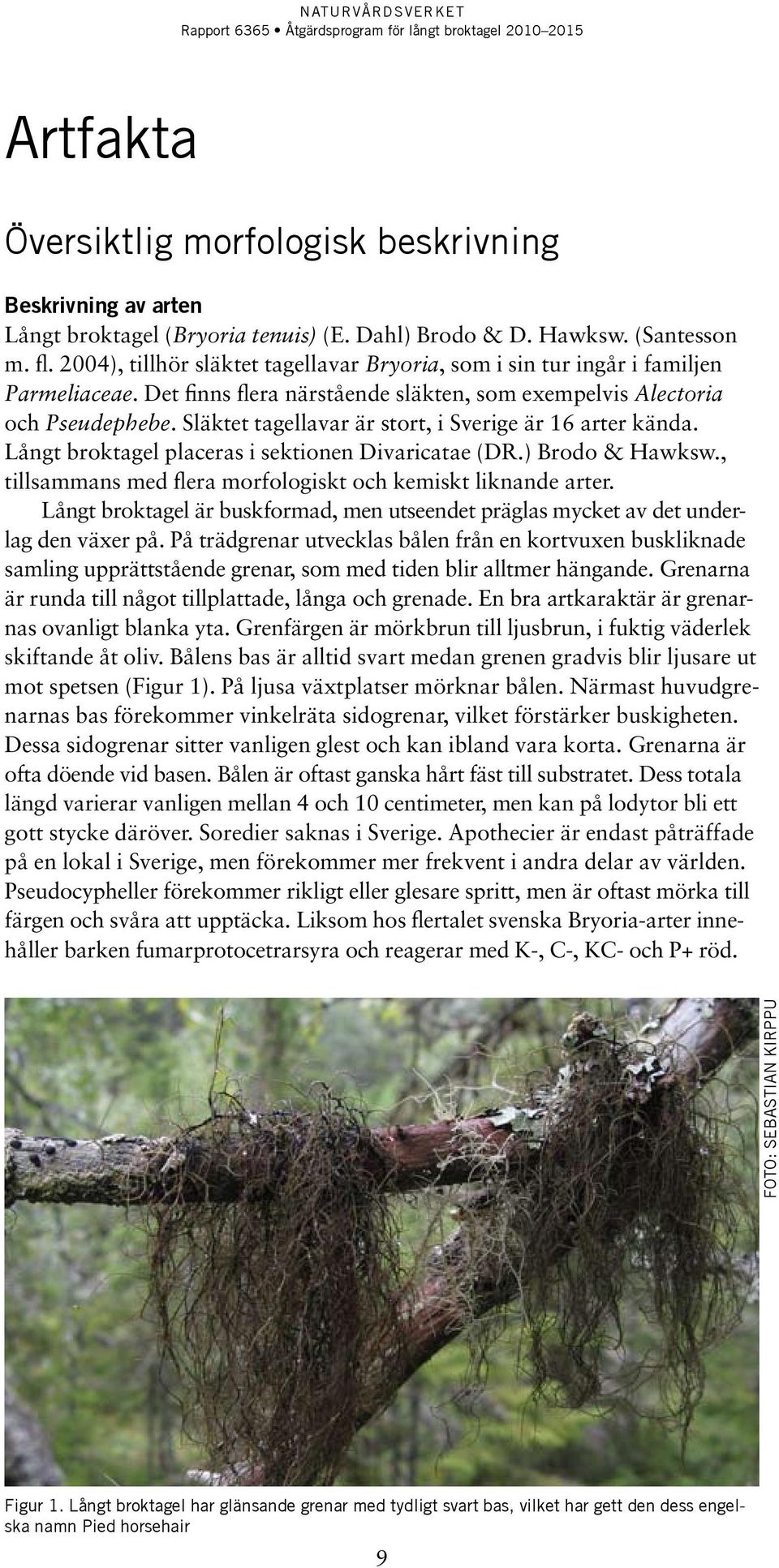 Släktet tagellavar är stort, i Sverige är 16 arter kända. Långt broktagel placeras i sektionen Divaricatae (DR.) Brodo & Hawksw., tillsammans med flera morfologiskt och kemiskt liknande arter.
