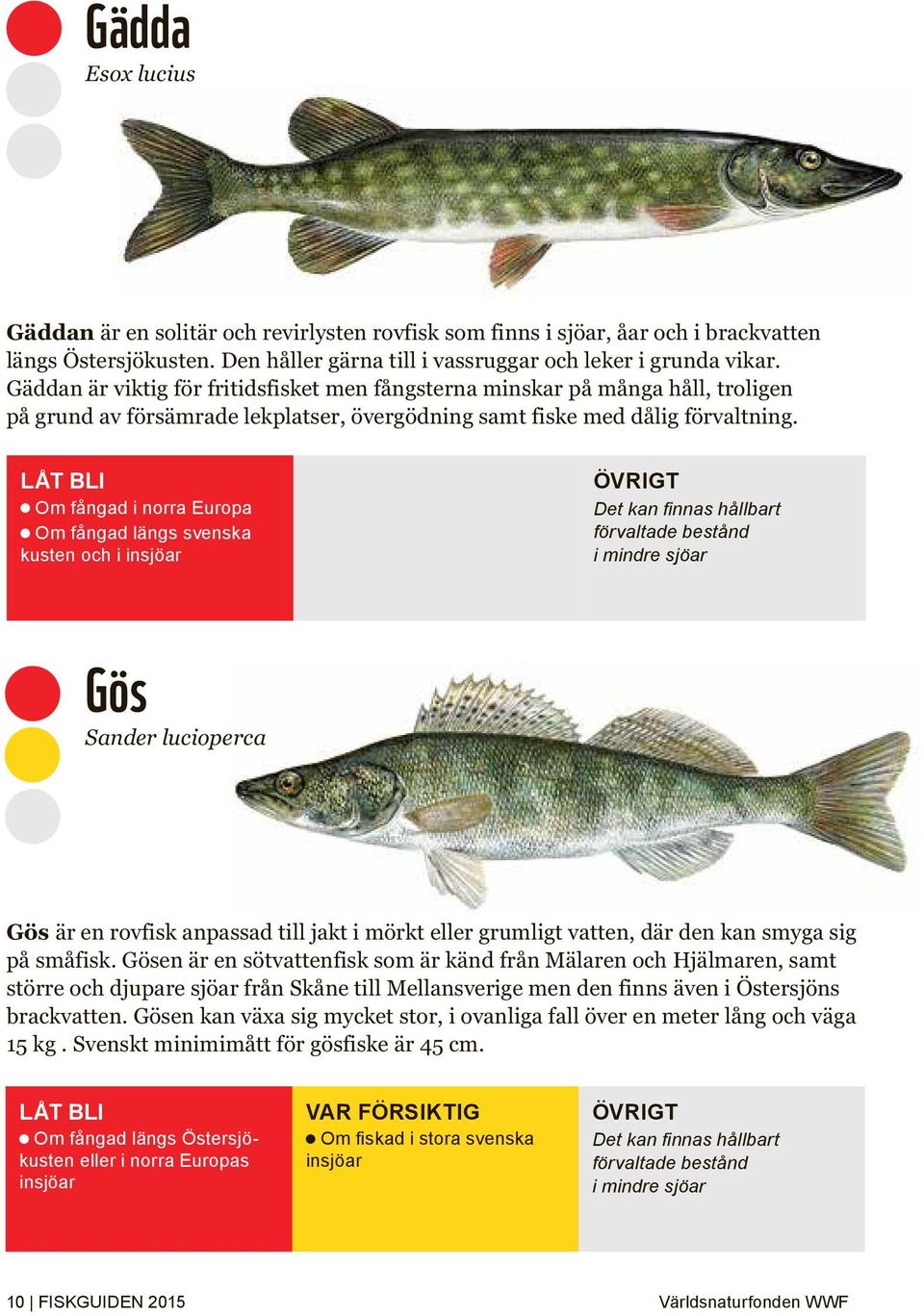 Om fångad i norra Europa Om fångad längs svenska kusten och i insjöar ÖVRIGT Det kan finnas hållbart förvaltade bestånd i mindre sjöar Gös Sander lucioperca Gös är en rovfisk anpassad till jakt i