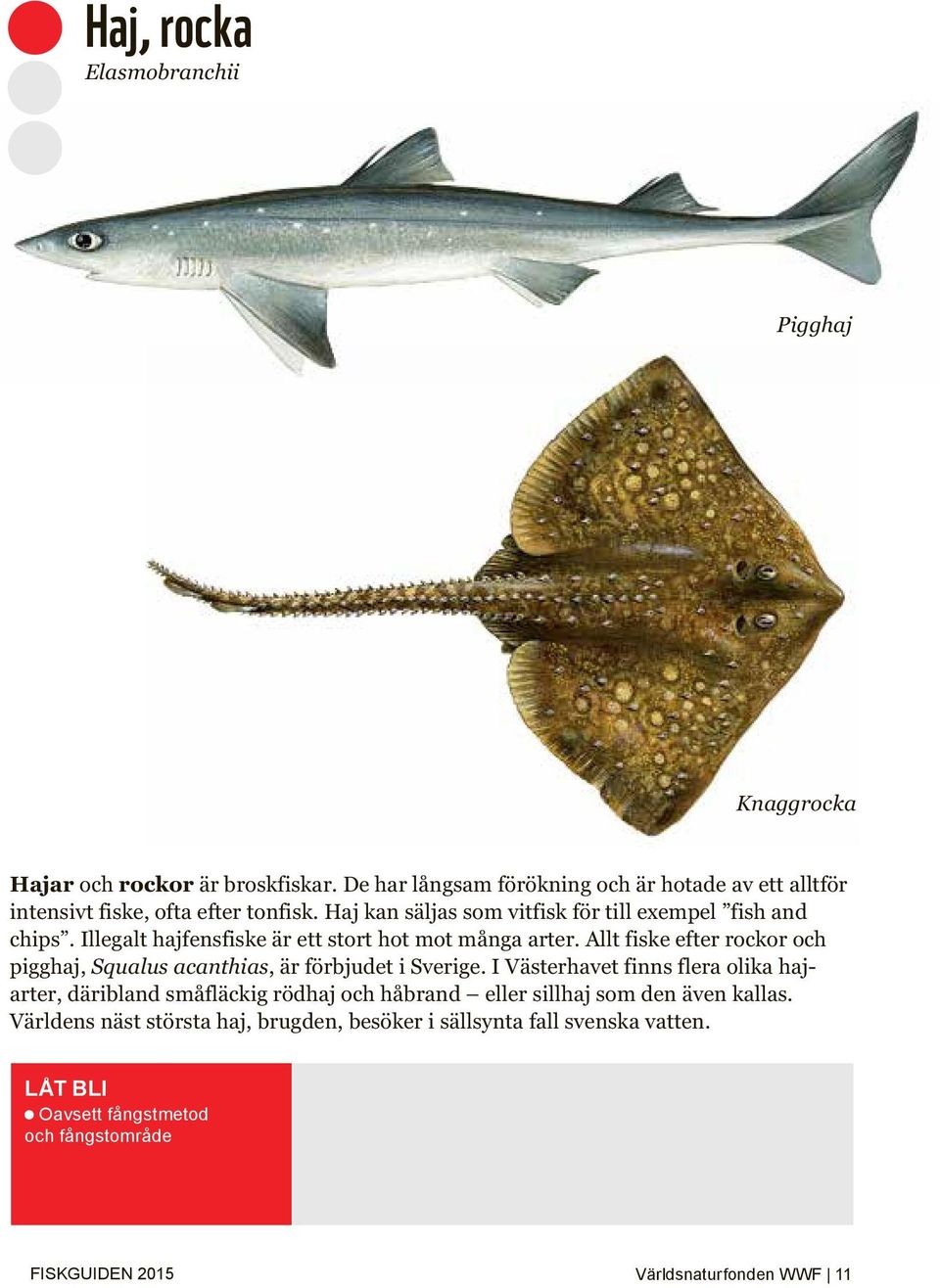 Illegalt hajfensfiske är ett stort hot mot många arter. Allt fiske efter rockor och pigghaj, Squalus acanthias, är förbjudet i Sverige.