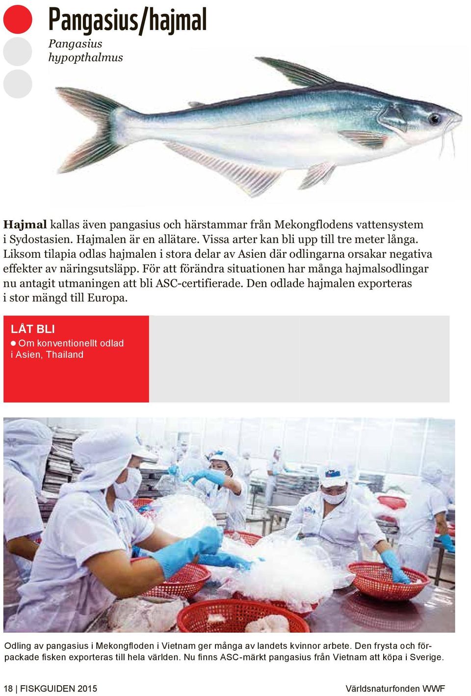 För att förändra situationen har många hajmalsodlingar nu antagit utmaningen att bli ASC-certifierade. Den odlade hajmalen exporteras i stor mängd till Europa.