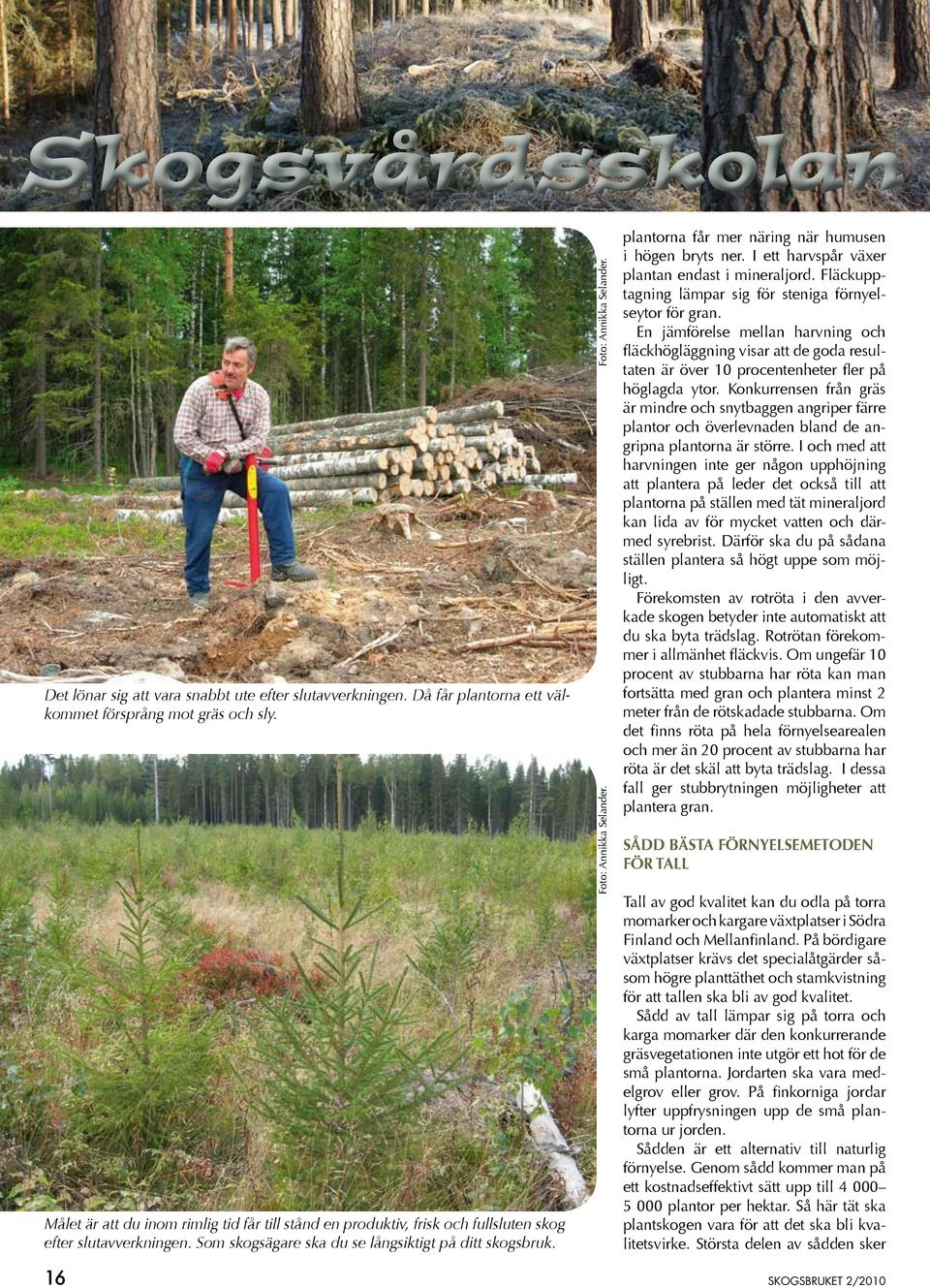 Foto: Annikka Selander. plantorna får mer näring när humusen i högen bryts ner. I ett harvspår växer plantan endast i mineraljord. Fläckupptagning lämpar sig för steniga förnyelseytor för gran.