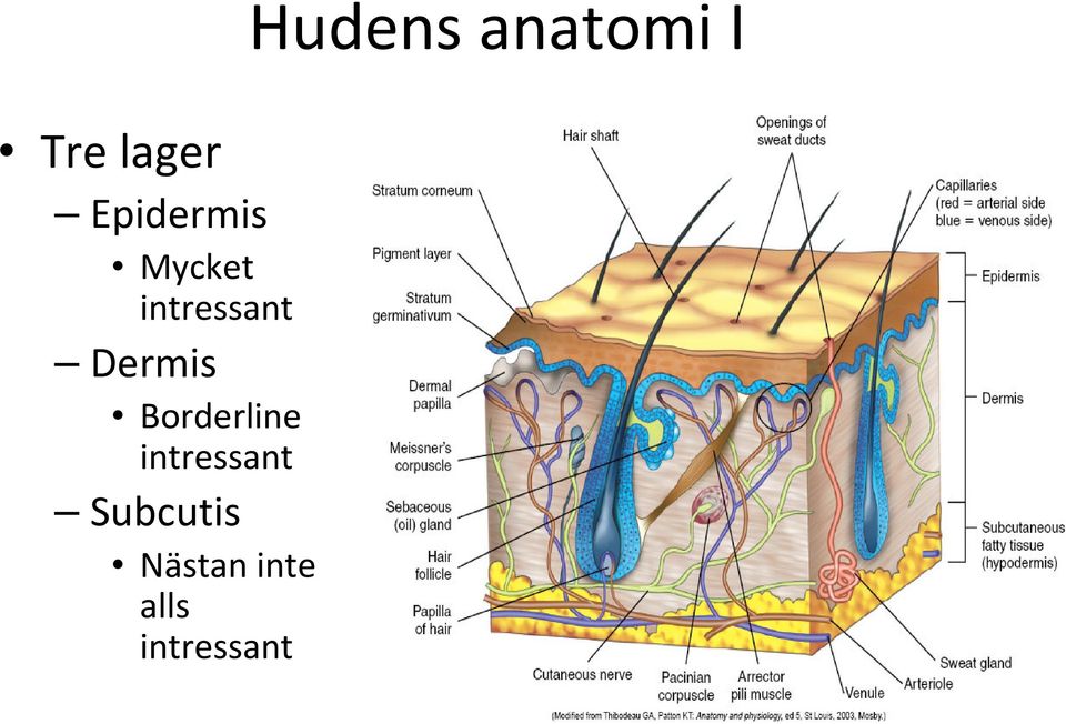 intressant Subcutis Nästan