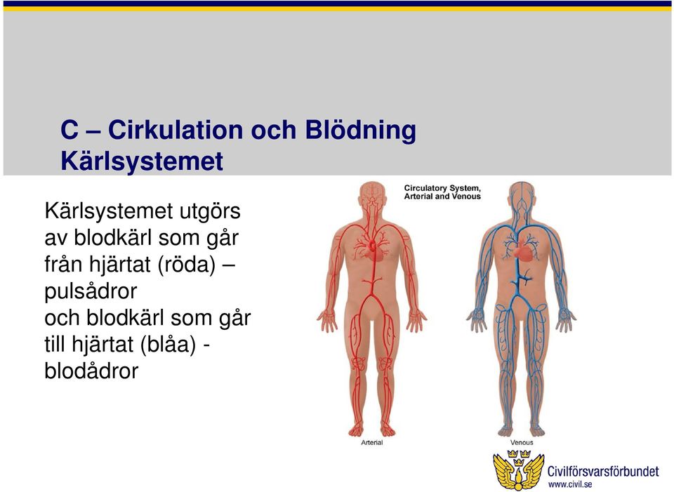 från hjärtat (röda) pulsådror och