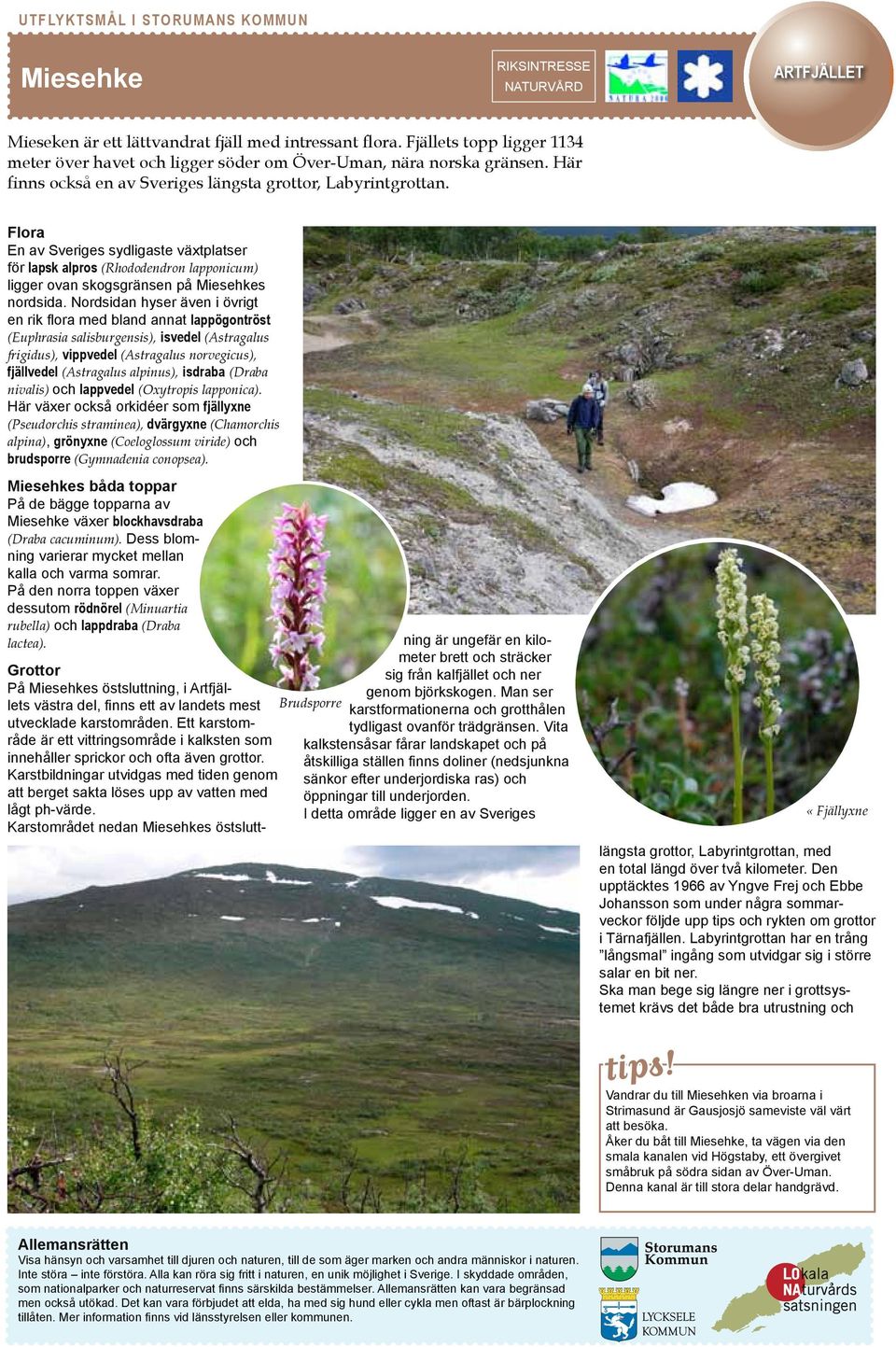 Flora En av Sveriges sydligaste växtplatser för lapsk alpros (Rhododendron lapponicum) ligger ovan skogsgränsen på Miesehkes nordsida.