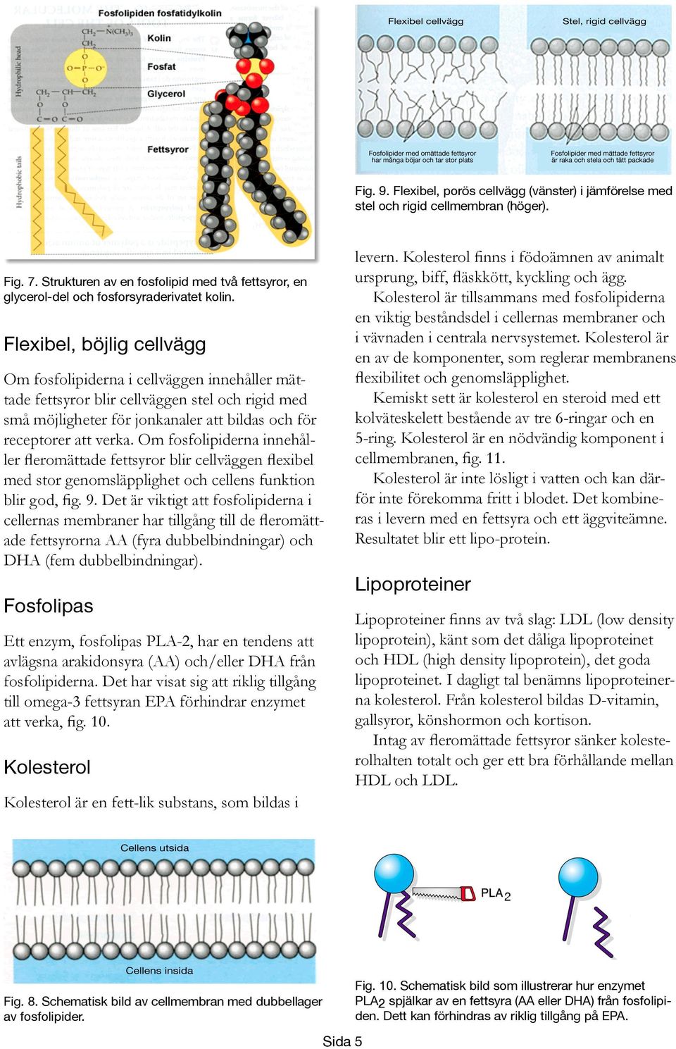 Om fosfolipiderna innehåller fleromättade fettsyror blir cellväggen flexibel med stor genomsläpplighet och cellens funktion blir god, fig. 9.