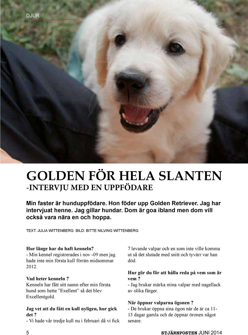 - Min kennel registrerades i nov -09 men jag hade inte min första kull förrän midsommar 2012. Vad heter kenneln?