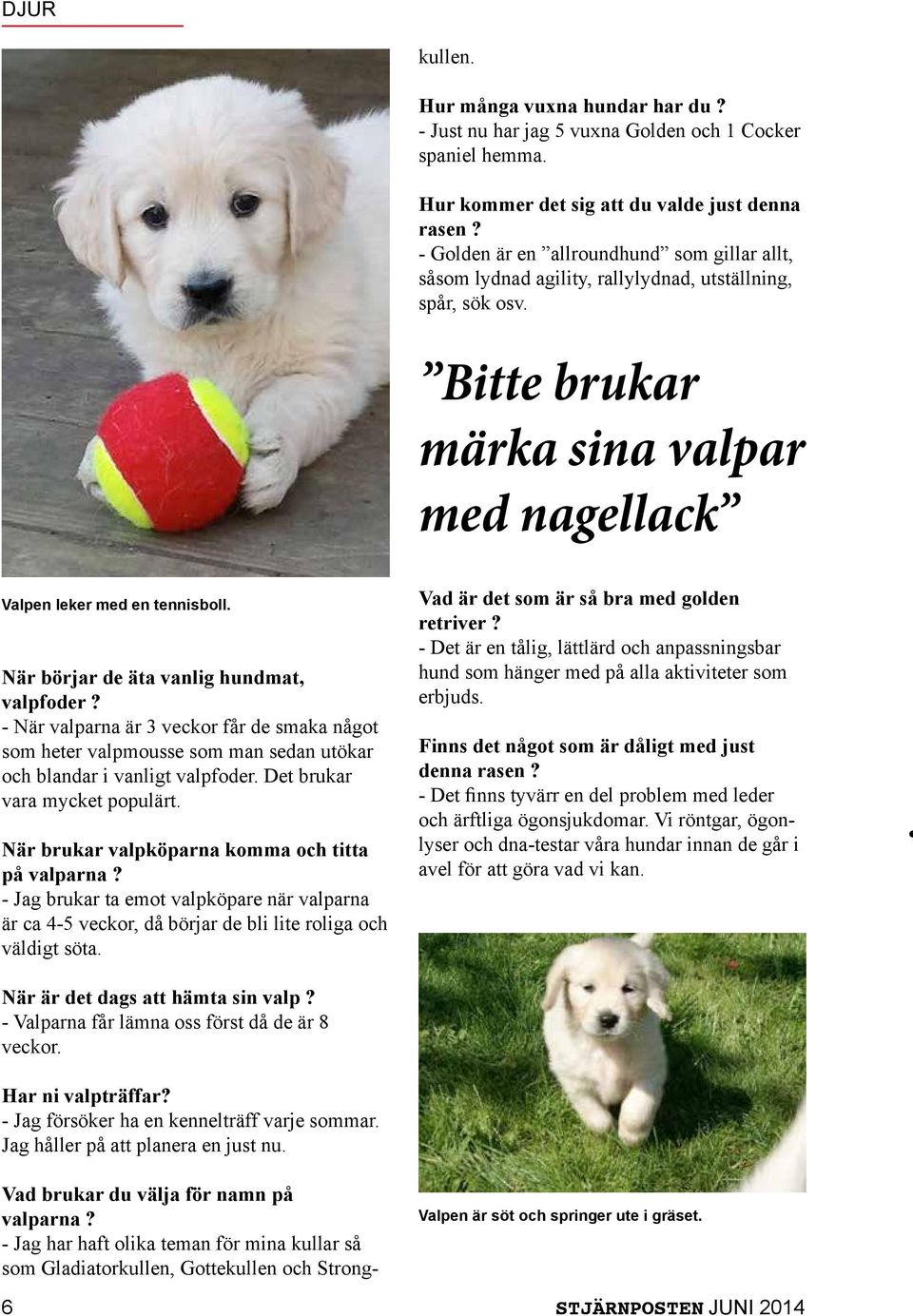 - Golden är en allroundhund som gillar allt, såsom lydnad agility, rallylydnad, utställning, spår, sök osv. Bitte brukar märka sina valpar med nagellack Valpen leker med en tennisboll.