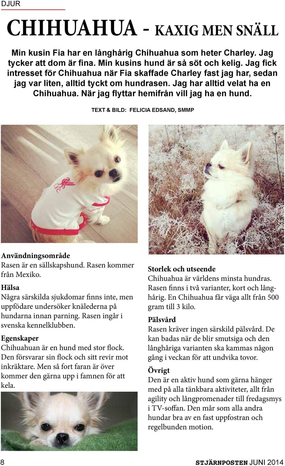 När jag flyttar hemifrån vill jag ha en hund. TEXT & BILD: FELICIA EDSAND, SMMP Användningsområde Rasen är en sällskapshund. Rasen kommer från Mexiko.