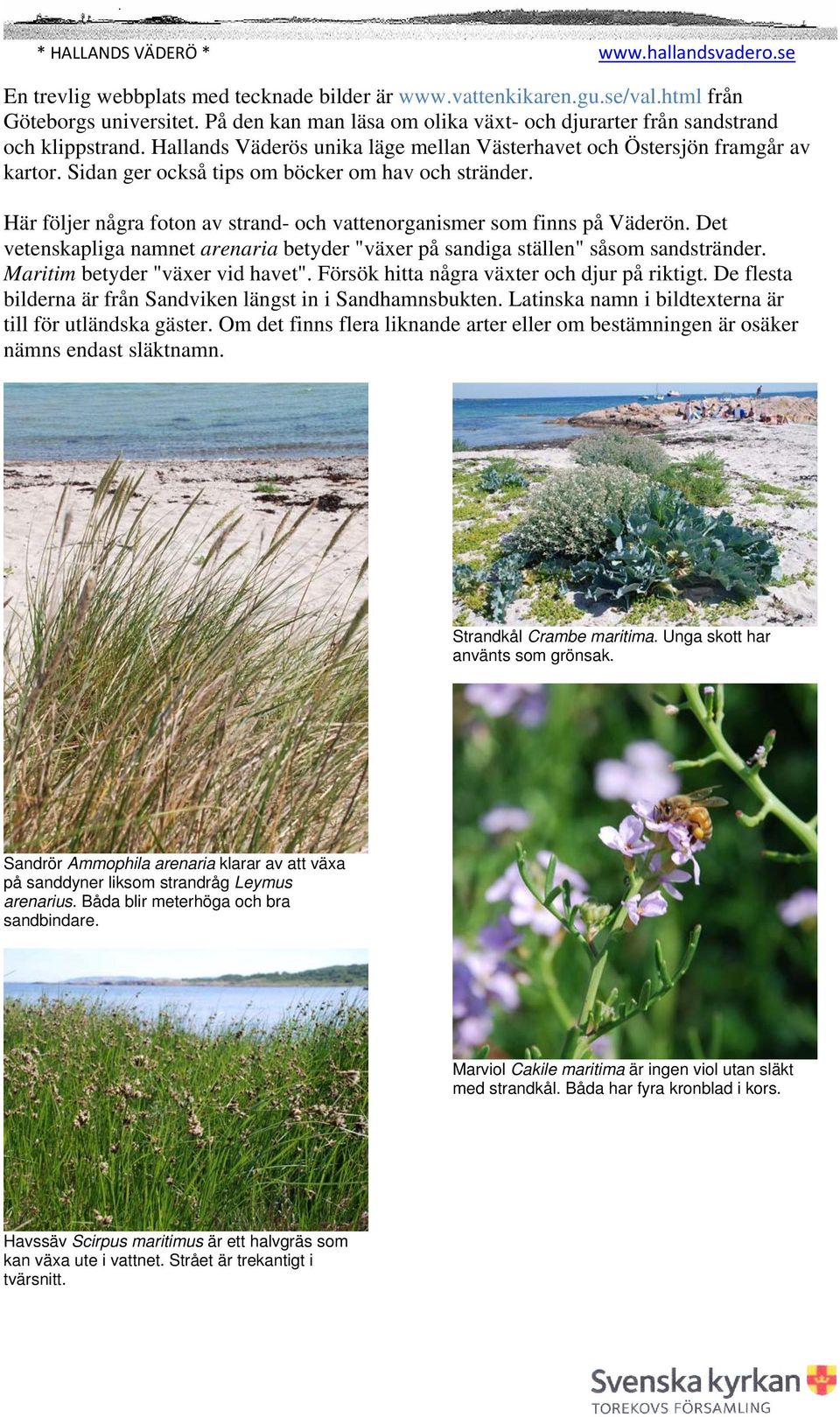 Här följer några foton av strand- och vattenorganismer som finns på Väderön. Det vetenskapliga namnet arenaria betyder "växer på sandiga ställen" såsom sandstränder. Maritim betyder "växer vid havet".