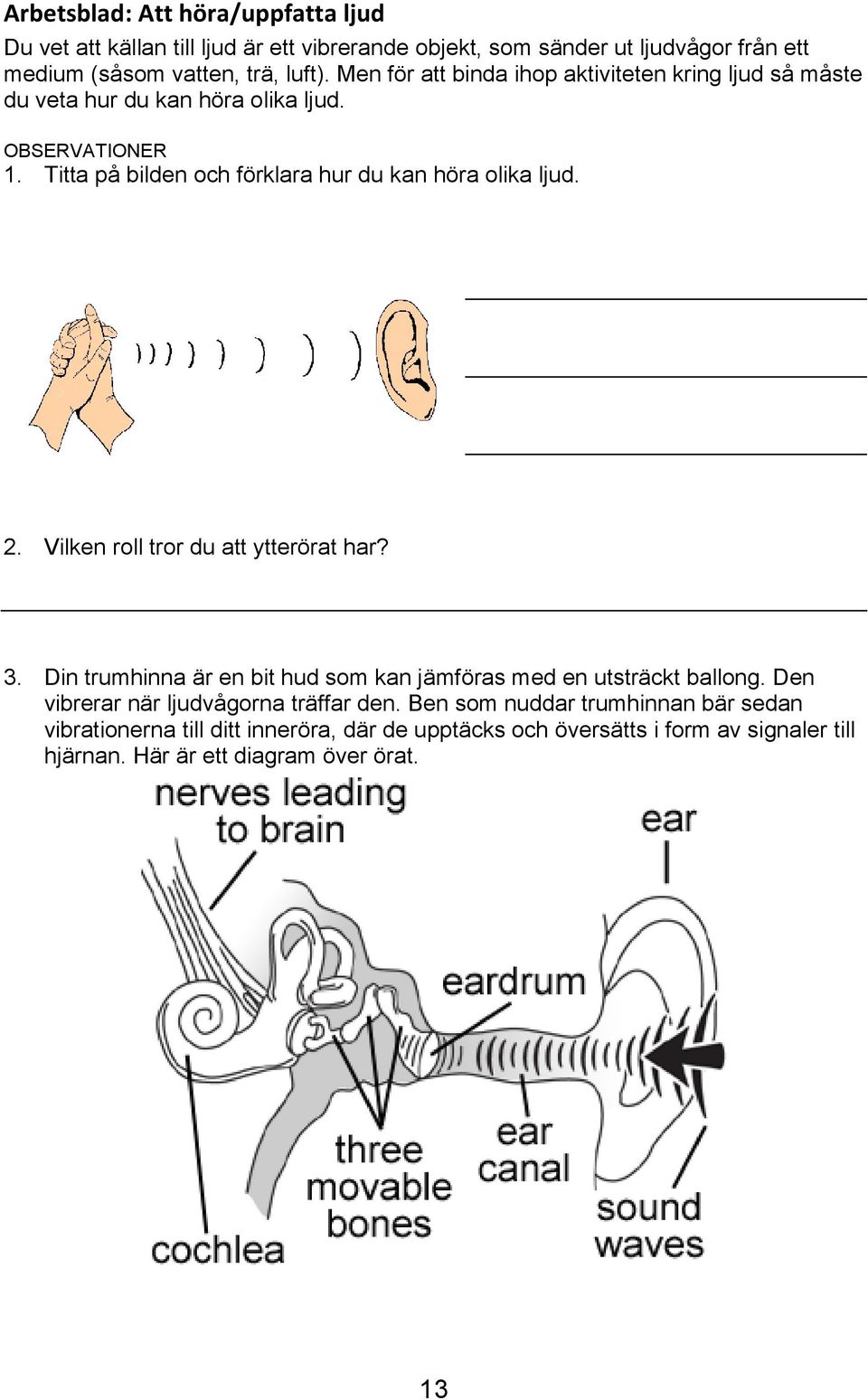 Titta på bilden och förklara hur du kan höra olika ljud. 2. Vilken roll tror du att ytterörat har? 3.