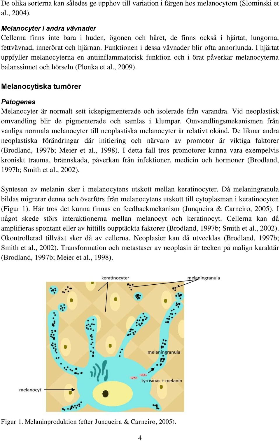 Funktionen i dessa vävnader blir ofta annorlunda. I hjärtat uppfyller melanocyterna en antiinflammatorisk funktion och i örat påverkar melanocyterna balanssinnet och hörseln (Plonka et al., 2009).