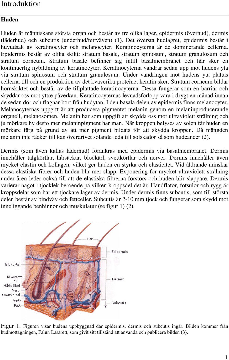 Epidermis består av olika skikt: stratum basale, stratum spinosum, stratum granulosum och stratum corneum.