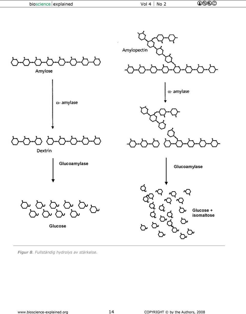 Glucoamylase Glucoamylase Glucose Glucose Glucose + isomaltose Glucose + isomaltose Figur