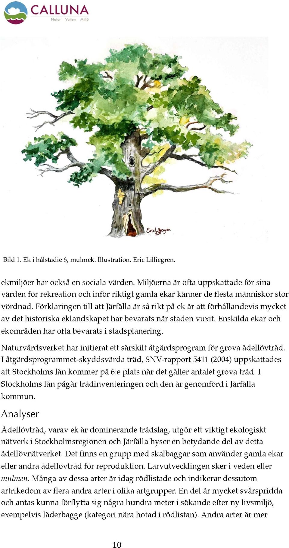 Förklaringen till att Järfälla är så rikt på ek är att förhållandevis mycket av det historiska eklandskapet har bevarats när staden vuxit.