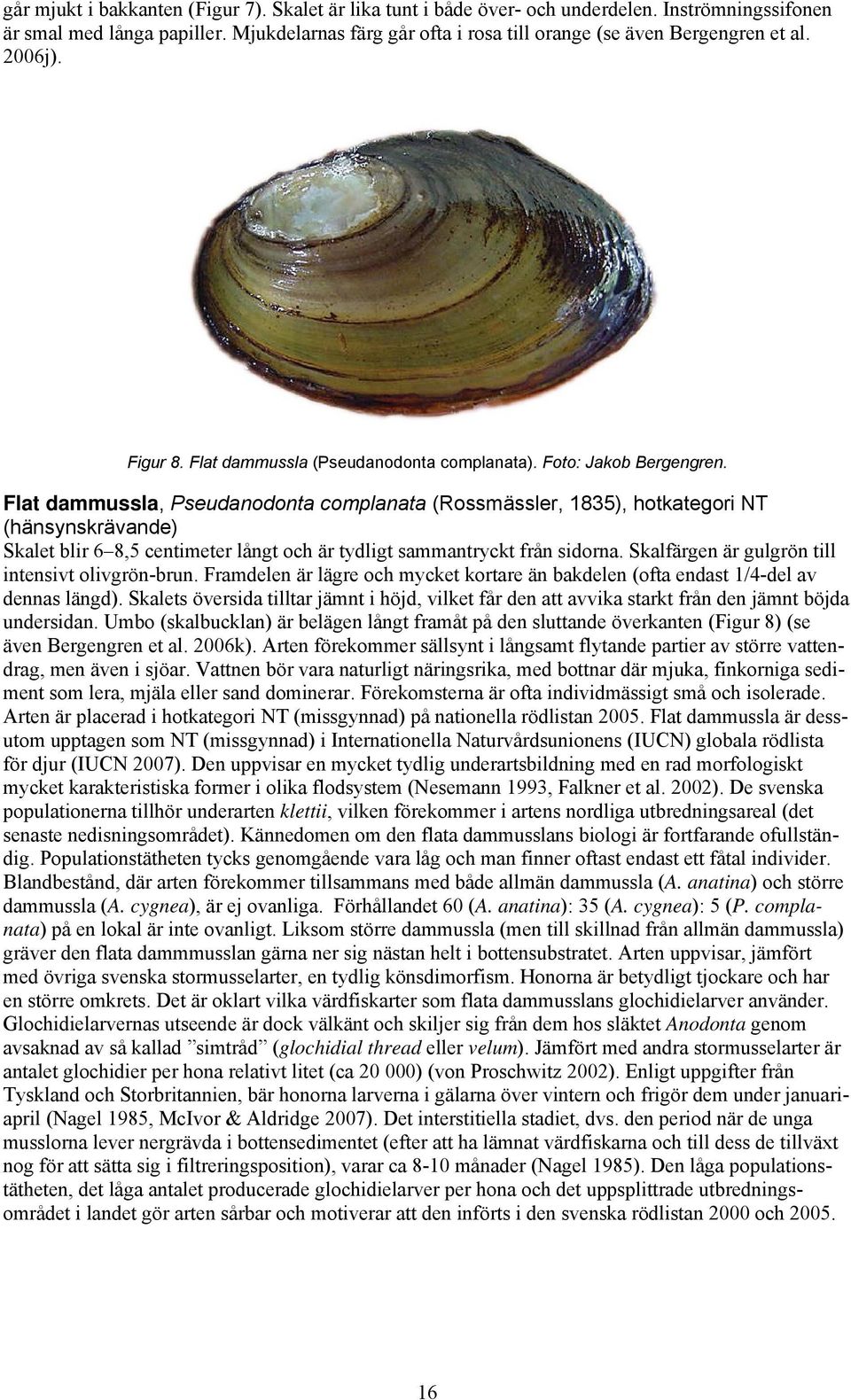 Flat dammussla, Pseudanodonta complanata (Rossmässler, 1835), hotkategori NT (hänsynskrävande) Skalet blir 6 8,5 centimeter långt och är tydligt sammantryckt från sidorna.