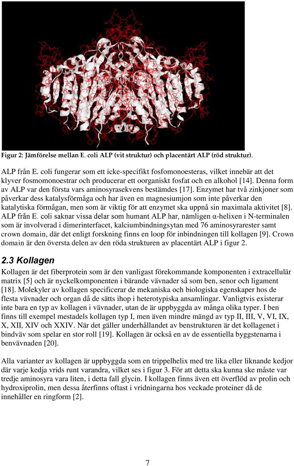 Denna form av ALP var den första vars aminosyrasekvens bestämdes [17].